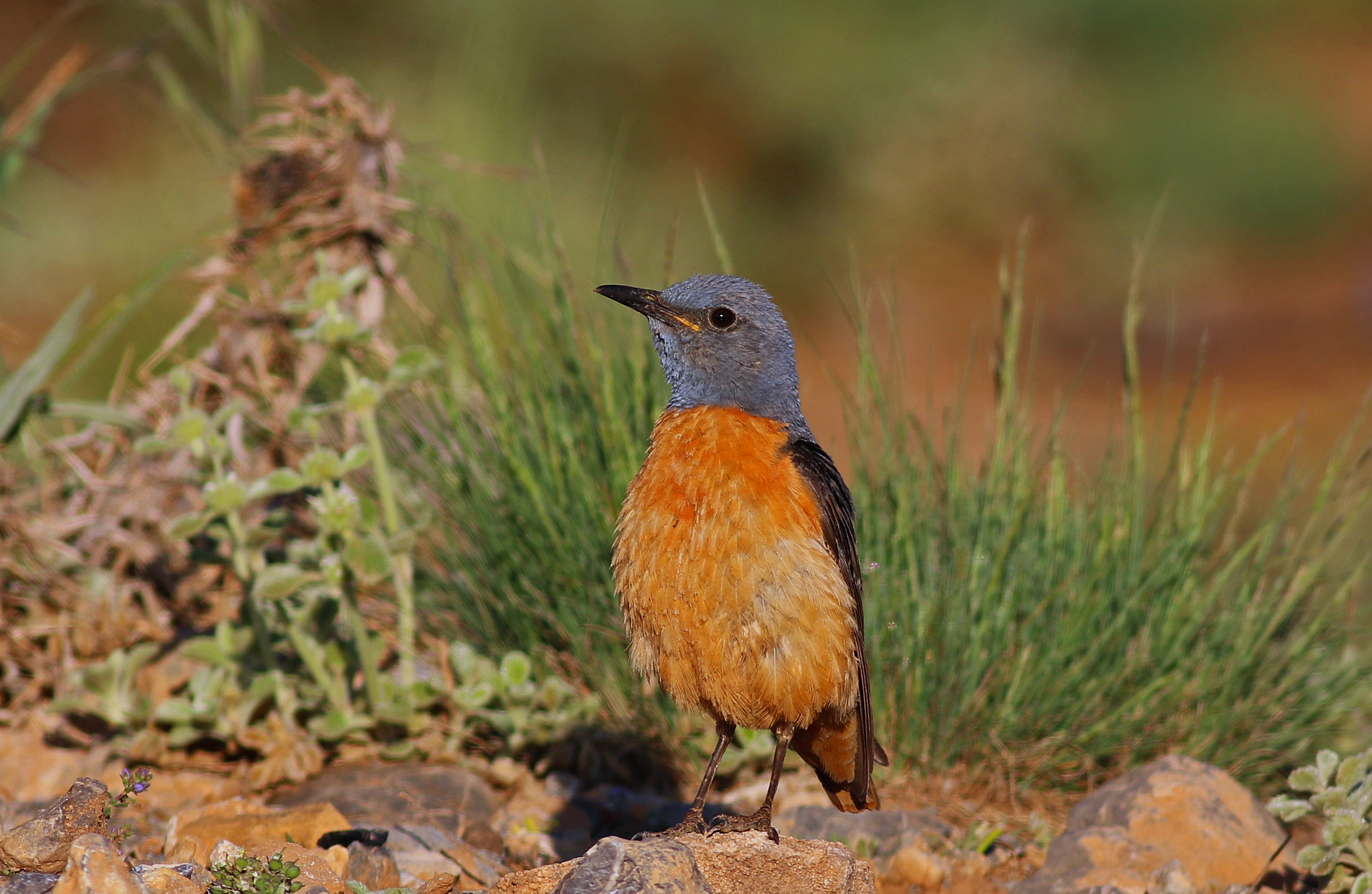 Rufous-tailed Rock-Thrush